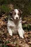 BORDER COLLIE 1104